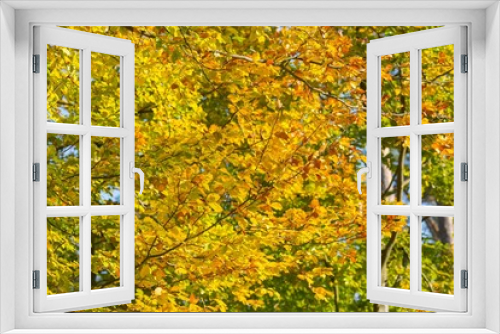 Fototapeta Naklejka Na Ścianę Okno 3D - Beautiful golden beech leaves background