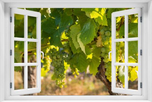 Fototapeta Naklejka Na Ścianę Okno 3D - backlit bunches of ripe Sauvignon Blanc grapes in vineyard 