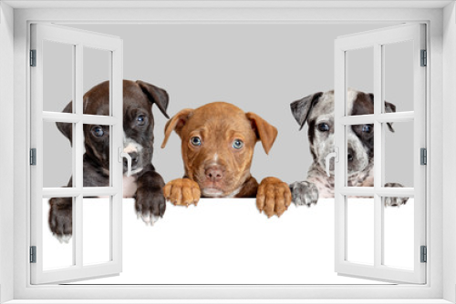 Fototapeta Naklejka Na Ścianę Okno 3D - Three Cute Puppies Over White Web Banner