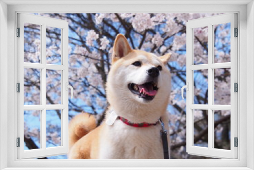 Fototapeta Naklejka Na Ścianę Okno 3D - 桜と犬