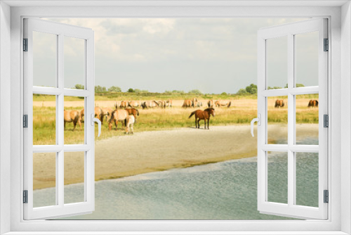 Fototapeta Naklejka Na Ścianę Okno 3D - Horses on the meadow near the water
