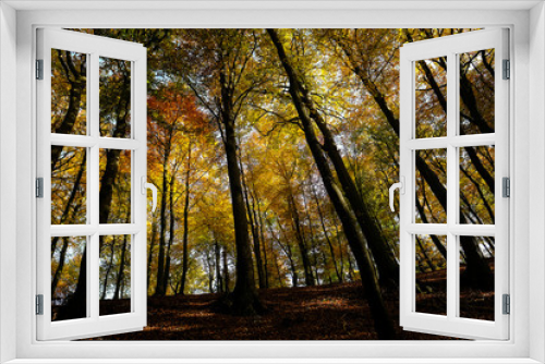 Fototapeta Naklejka Na Ścianę Okno 3D - Laubwald in herbstlich gefärbten Farben - Blick auf die Baumkronen