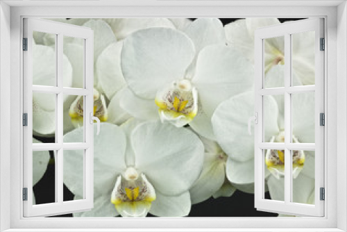 Fototapeta Naklejka Na Ścianę Okno 3D - Orchidee