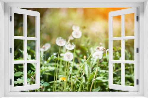 Fototapeta Naklejka Na Ścianę Okno 3D - Dandelions during springtime in nature