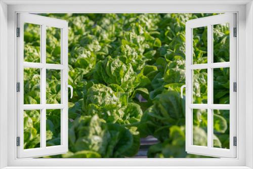 Fototapeta Naklejka Na Ścianę Okno 3D - Hydroponic salad vegetables lettuce in hydroponics system farm plantation.