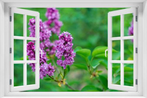 Fototapeta Naklejka Na Ścianę Okno 3D - Blooming pink lilac flowers