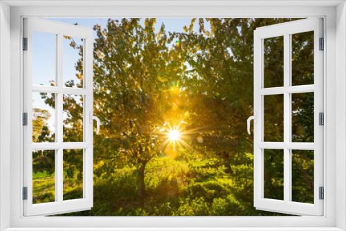 Fototapeta Naklejka Na Ścianę Okno 3D - Abendsonne zwischen Bäumen