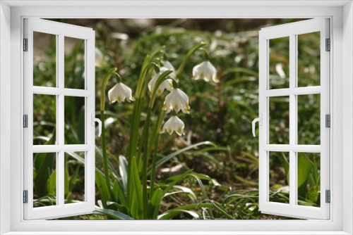 Fototapeta Naklejka Na Ścianę Okno 3D - Spring flowers in the field