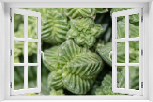 Fototapeta Naklejka Na Ścianę Okno 3D - Star shaped Cactus 