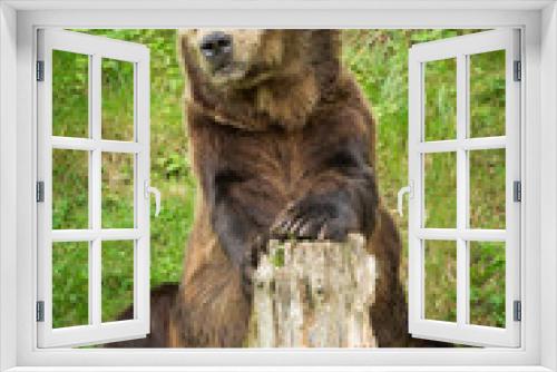 Fototapeta Naklejka Na Ścianę Okno 3D - Male Brown Bear Sitting in Green Nature Reserve in Summer