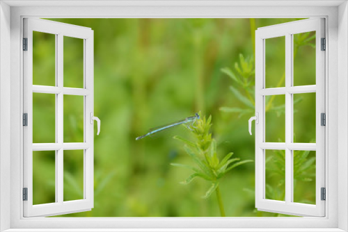 Fototapeta Naklejka Na Ścianę Okno 3D - Blue dragonfly against blurred green background in spring. It folds the wings along the body both in flight and at rest