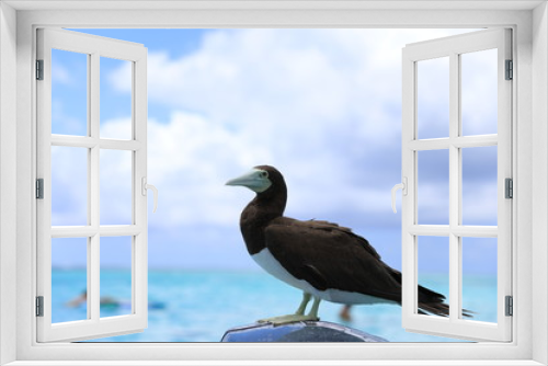 Fototapeta Naklejka Na Ścianę Okno 3D - タヒチの海のカツオドリ