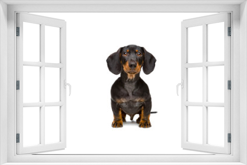 Fototapeta Naklejka Na Ścianę Okno 3D - small young dachshund