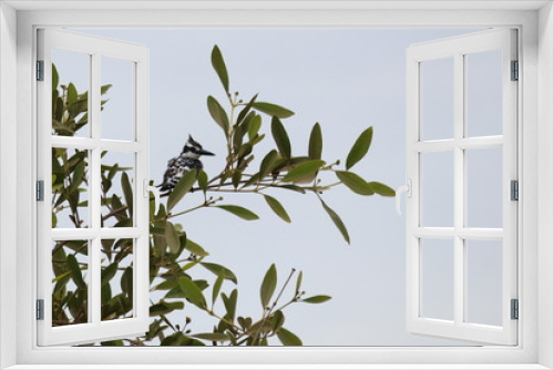 Fototapeta Naklejka Na Ścianę Okno 3D - gambia birding