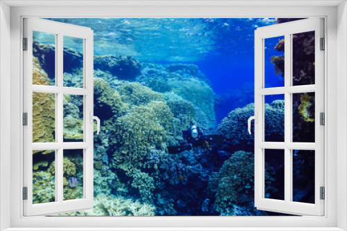 Fototapeta Naklejka Na Ścianę Okno 3D - underwater Coral reef landscape at the Red Sea, Egypt