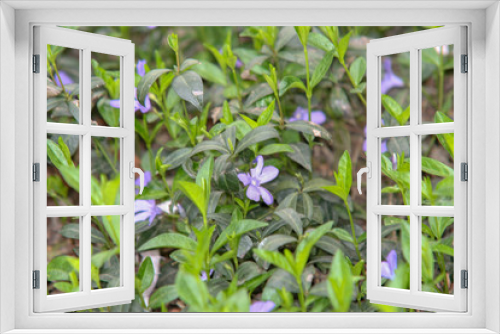 Fototapeta Naklejka Na Ścianę Okno 3D - wiosenne kwiaty 