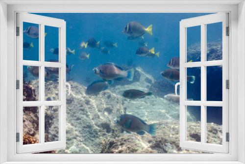 Fototapeta Naklejka Na Ścianę Okno 3D - Coral reef scenics of the Sea of Cortez. Cabo Pulmo National Park, Baja California Sur, Mexico.  The world's aquarium.