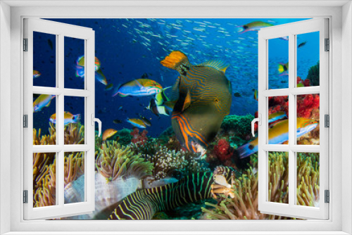 Fototapeta Naklejka Na Ścianę Okno 3D - Underwater fish on coral reef 