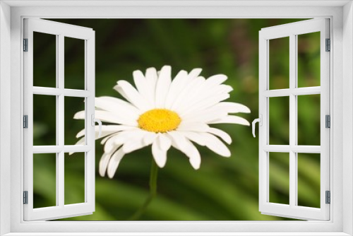 Fototapeta Naklejka Na Ścianę Okno 3D - flowers