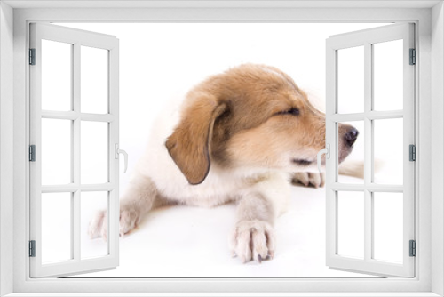 Fototapeta Naklejka Na Ścianę Okno 3D - little puppy