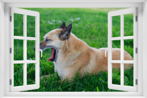 Fototapeta Naklejka Na Ścianę Okno 3D - Big brown dog lying in green grass