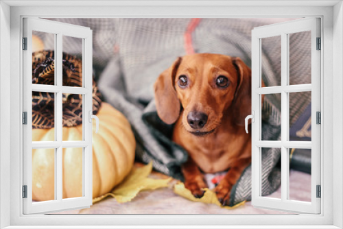 Fototapeta Naklejka Na Ścianę Okno 3D - dachshund on the bed, home comfort, warm