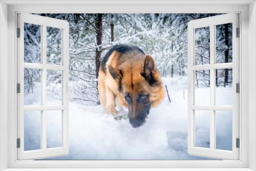 Fototapeta Naklejka Na Ścianę Okno 3D - German shepherd in winter