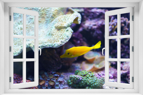 Fototapeta Naklejka Na Ścianę Okno 3D - Yellow exotic small fish