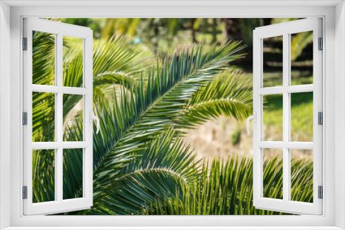 Fototapeta Naklejka Na Ścianę Okno 3D - Palmen in Palma de Mallorca