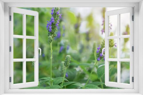 Fototapeta Naklejka Na Ścianę Okno 3D - Chia Flowers in garden