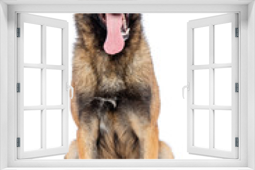 Fototapeta Naklejka Na Ścianę Okno 3D - Belgian Shepherd Dog, malinois dog on Isolated White Background in studio