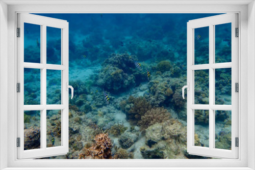 Fototapeta Naklejka Na Ścianę Okno 3D - フィリピン・セブ島の海