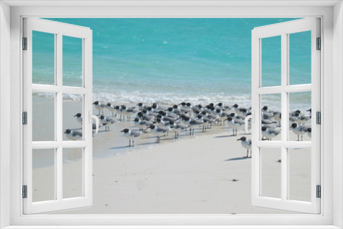 Fototapeta Naklejka Na Ścianę Okno 3D - Uccelli sulla spiaggia