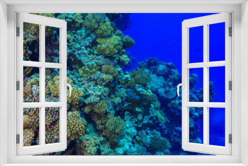 Fototapeta Naklejka Na Ścianę Okno 3D - Coral reef at the Red Sea Egypt