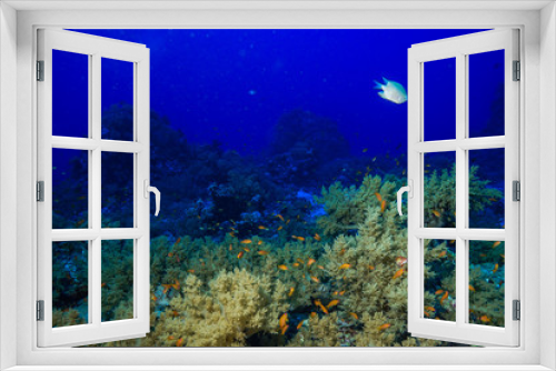 Fototapeta Naklejka Na Ścianę Okno 3D - Coral reef at the Red Sea Egypt