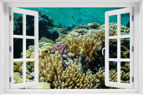Fototapeta Naklejka Na Ścianę Okno 3D - Coral Reef at the Red Sea Egypt