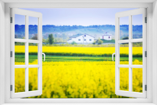 Fototapeta Naklejka Na Ścianę Okno 3D - Field of rape blooming yellow flowers away house