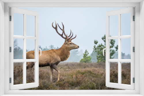 Fototapeta Naklejka Na Ścianę Okno 3D - Red deer in the heathland