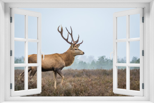 Fototapeta Naklejka Na Ścianę Okno 3D - Red deer in the heathland