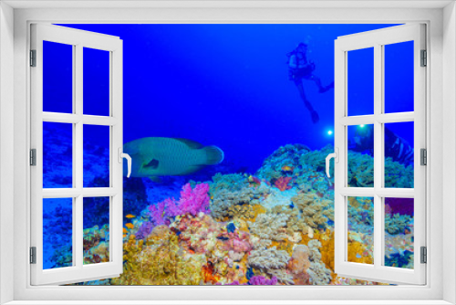 Fototapeta Naklejka Na Ścianę Okno 3D - Napoleon fish at the Red Sea, Egypt