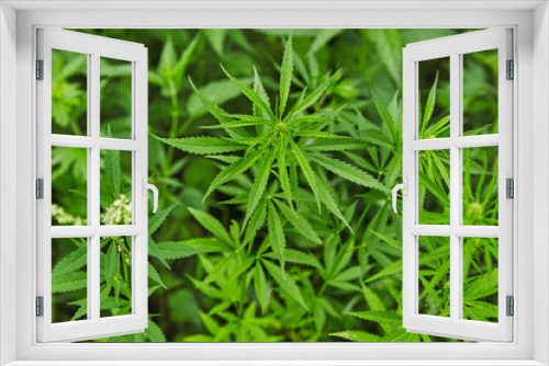 Fototapeta Naklejka Na Ścianę Okno 3D - Green fresh marijuana leaves pattern