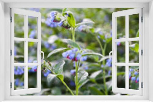 Fototapeta Naklejka Na Ścianę Okno 3D - Blue summer flowers in a park