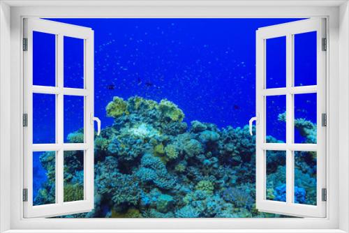 Fototapeta Naklejka Na Ścianę Okno 3D - Coral reefs of the Red Sea, Egypt