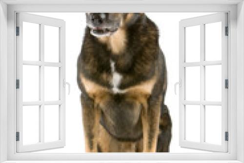 Fototapeta Naklejka Na Ścianę Okno 3D - mixed breed dog (Dutch shepherd, collie/labrador)