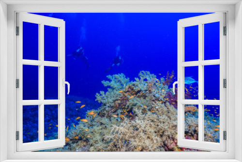 Fototapeta Naklejka Na Ścianę Okno 3D - Diving the Red Sea, Egypt