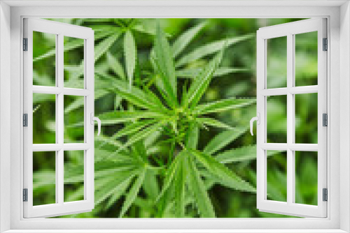 Fototapeta Naklejka Na Ścianę Okno 3D - Green fresh marijuana leaves pattern