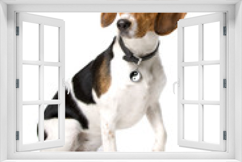 Fototapeta Naklejka Na Ścianę Okno 3D - Beagle dog isolated on a white background