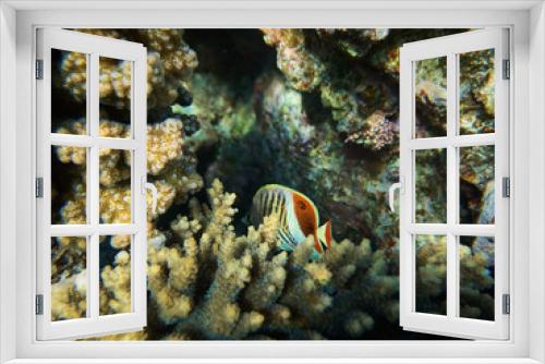 Fototapeta Naklejka Na Ścianę Okno 3D - Underwater photo of hiding in coral reefs Eritrean butterflyfish in red sea