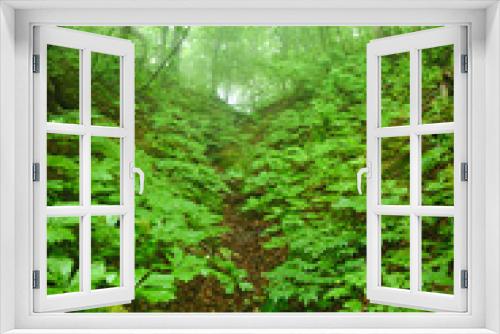 Fototapeta Naklejka Na Ścianę Okno 3D - 世界遺産　白神山地の森