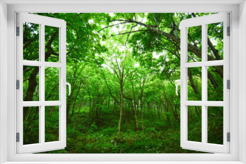 Fototapeta Naklejka Na Ścianę Okno 3D - 世界遺産　白神山地の森
